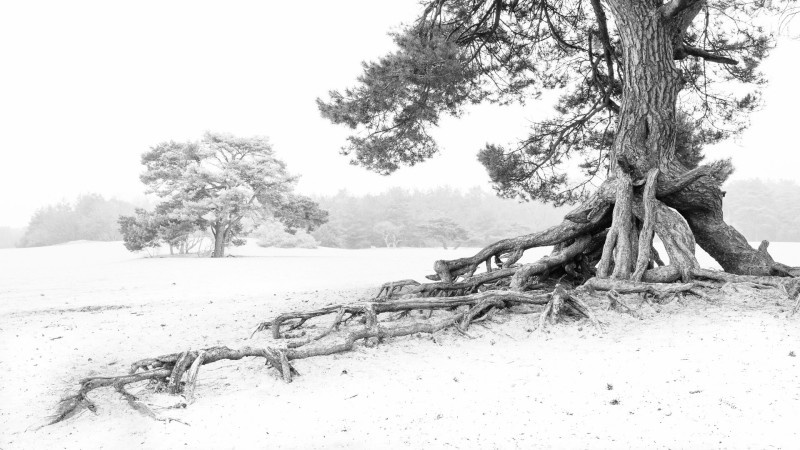 Soesterduinen in zwart-wit compositie