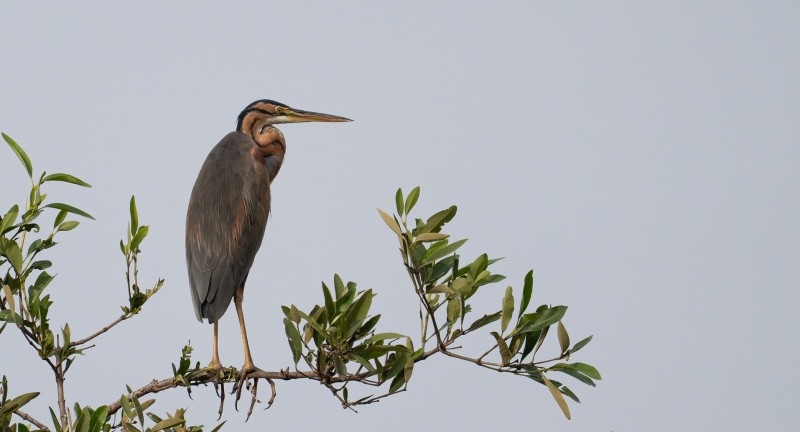 Purperreiger zoekt het hogerop!