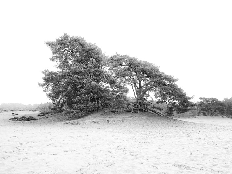 Soesterduinen in Zwart-wit