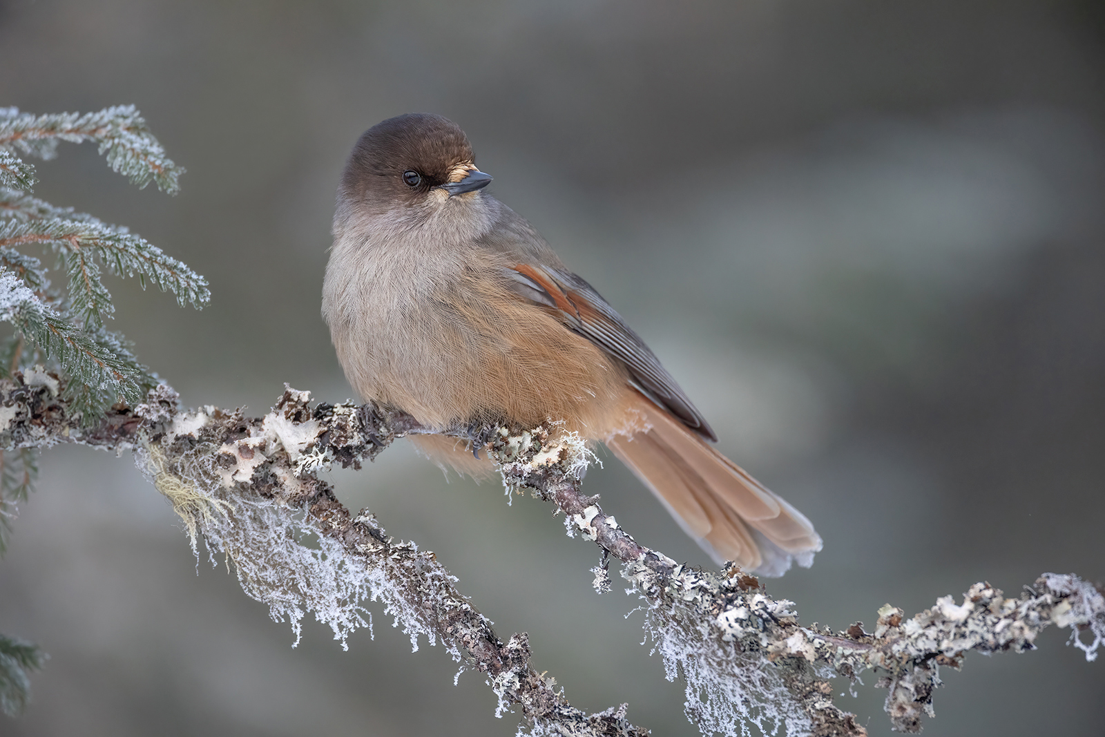 Taigagaai 0967 v 1600 SN