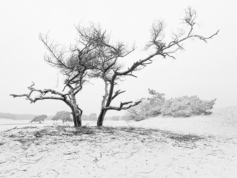 Soesterduinen in Zwart-wit