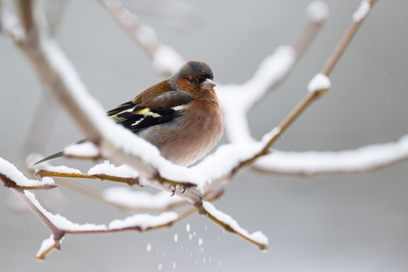 Winterse vink