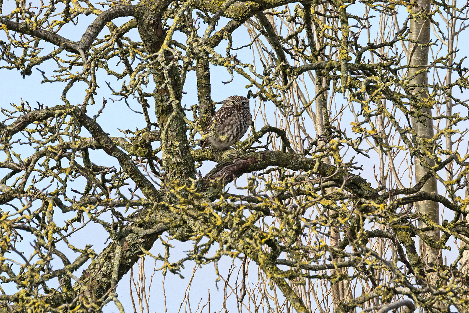 2104-2 Steenuil 2026-02-14 Bw vs 1620