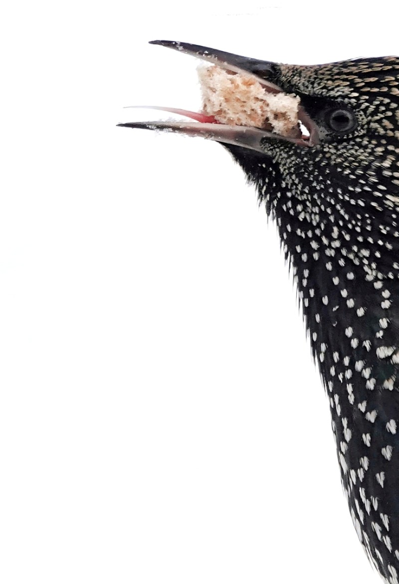Hungry starling (hongerige spreeuw)