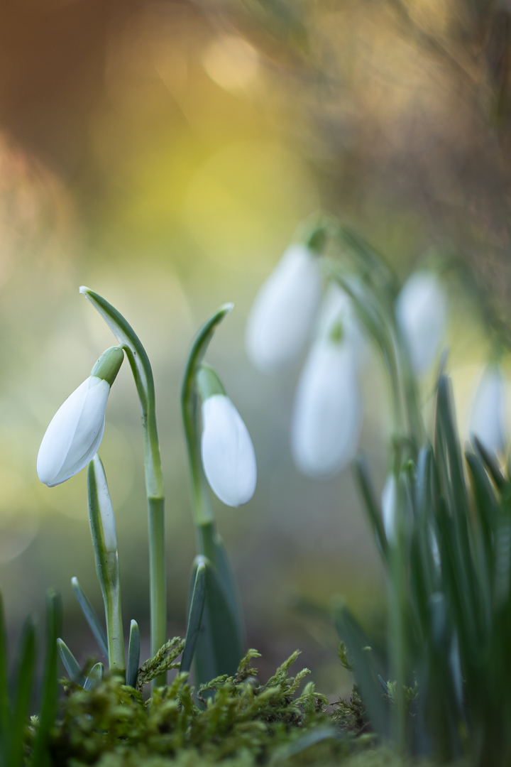 2026 febr tuin bewerkt-39