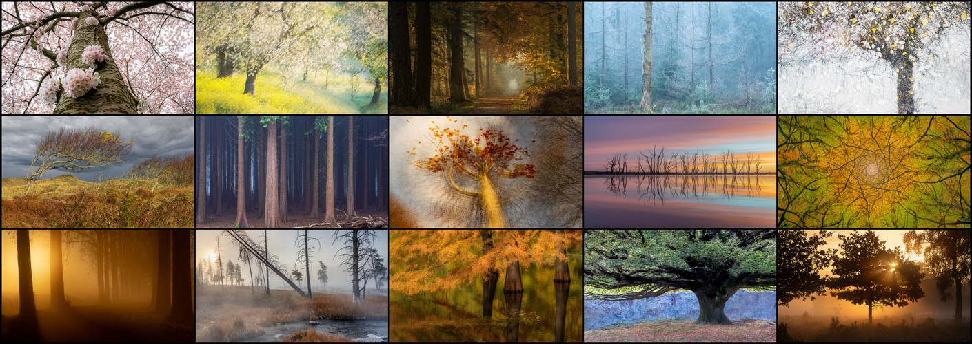 Thema van de maand maart "Bomen"