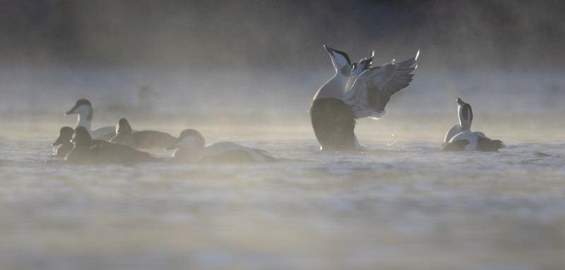 Eiders in de mist