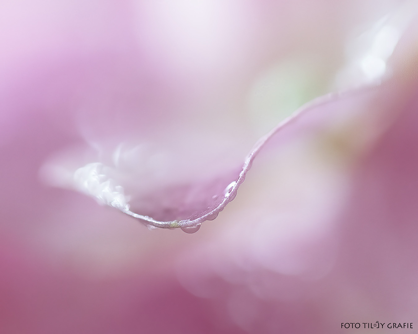 ddn._hortensiadruppel