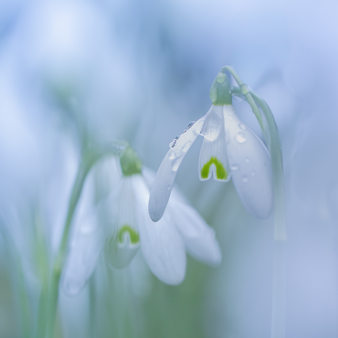 2026 febr tuin bewerkt-51