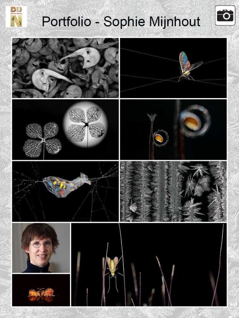 Portfolio Sophie Mijnhout