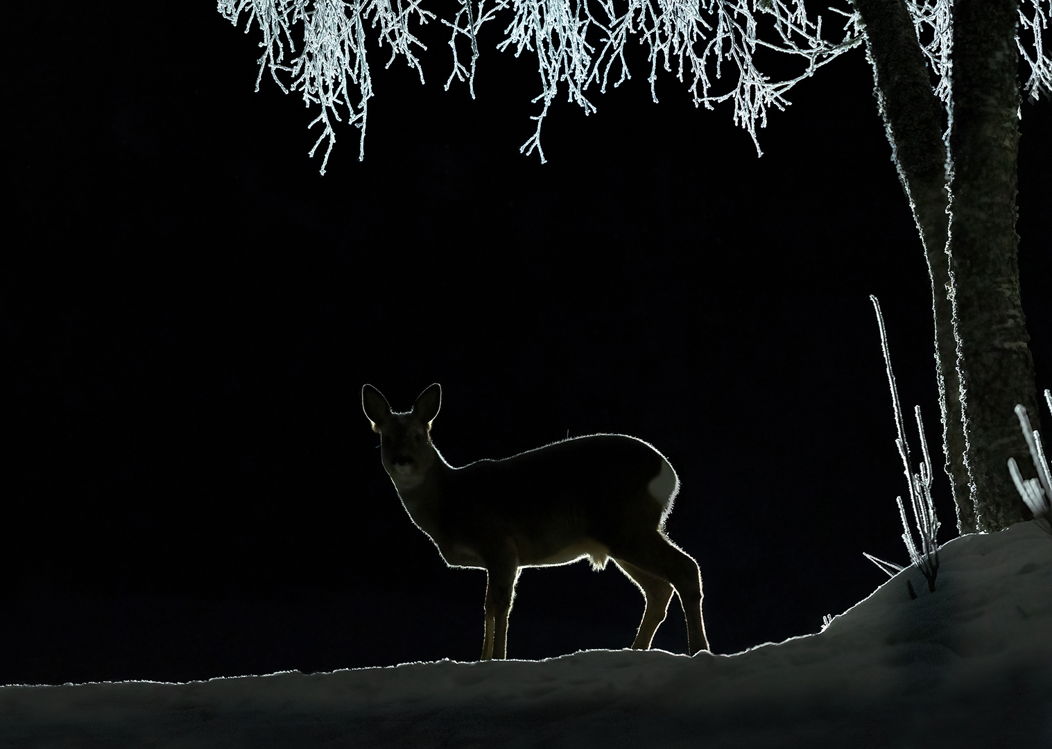 Ree 2037 v 1080N SSGN