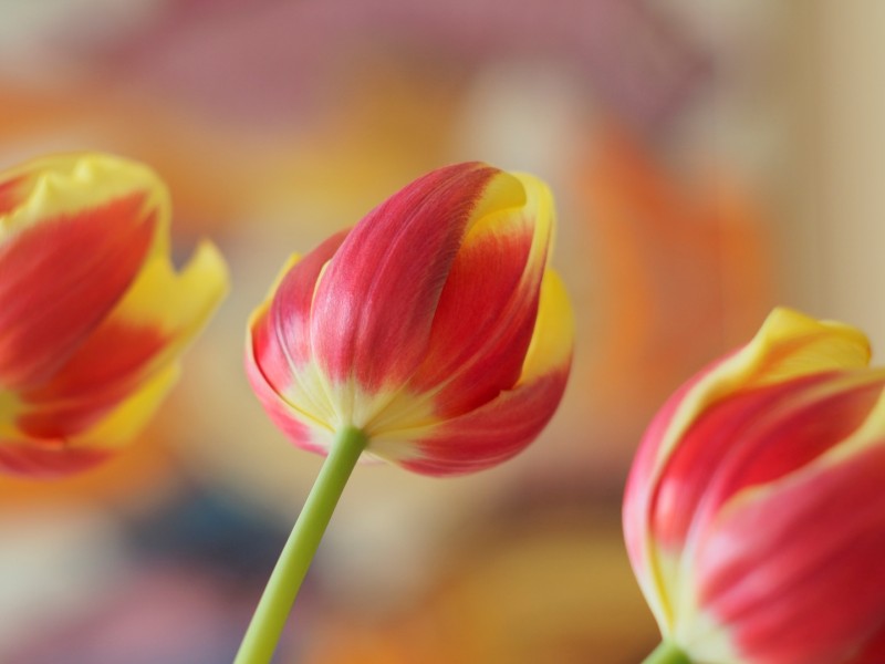 Spring is in the Air