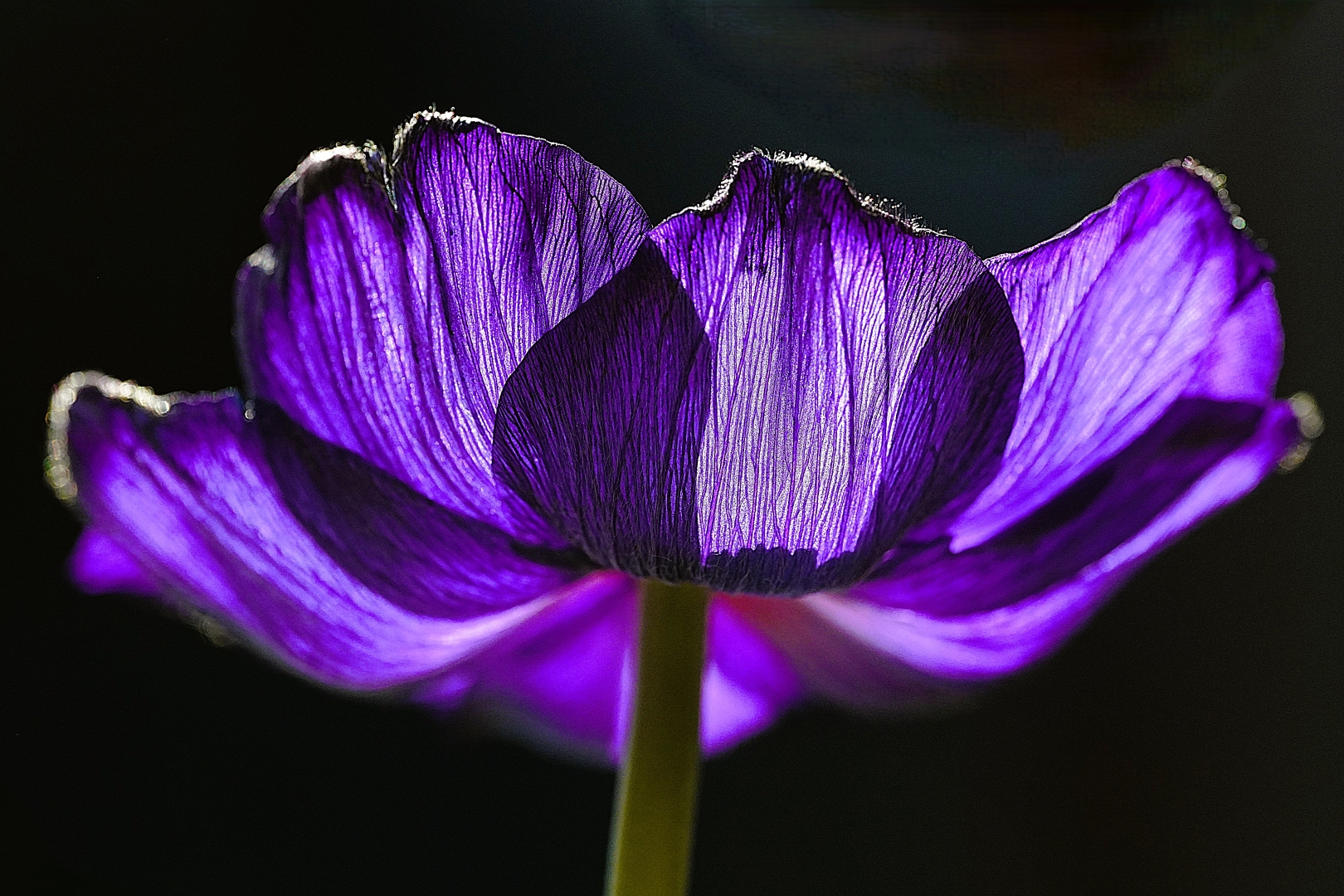 DSC01893 DDN Anemoon 27022026 2c