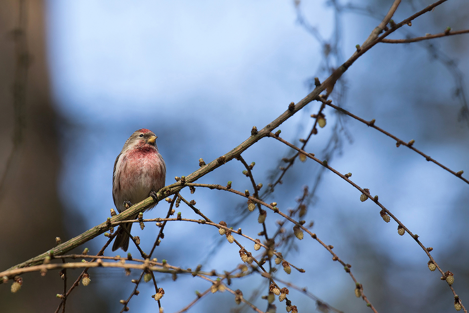 Kleine Barmsijs omg. Lochem _MG_4348
