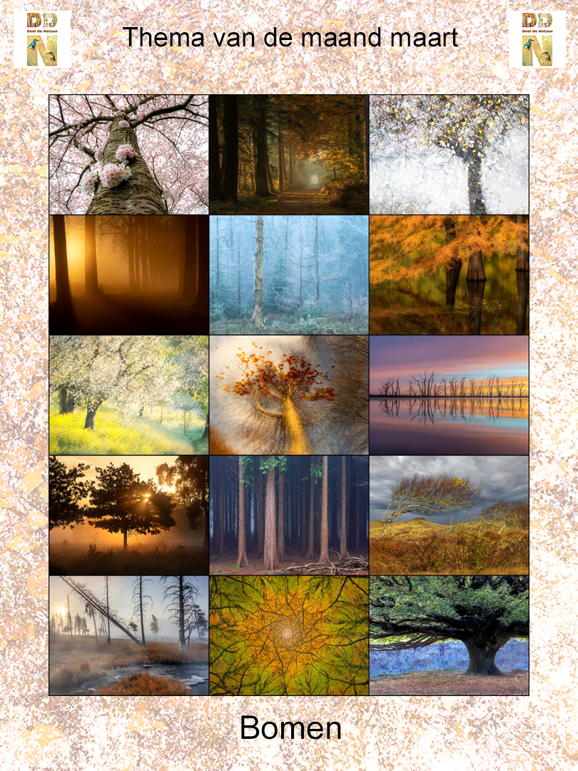 Spotlight -Bomen-  2026 sRGB