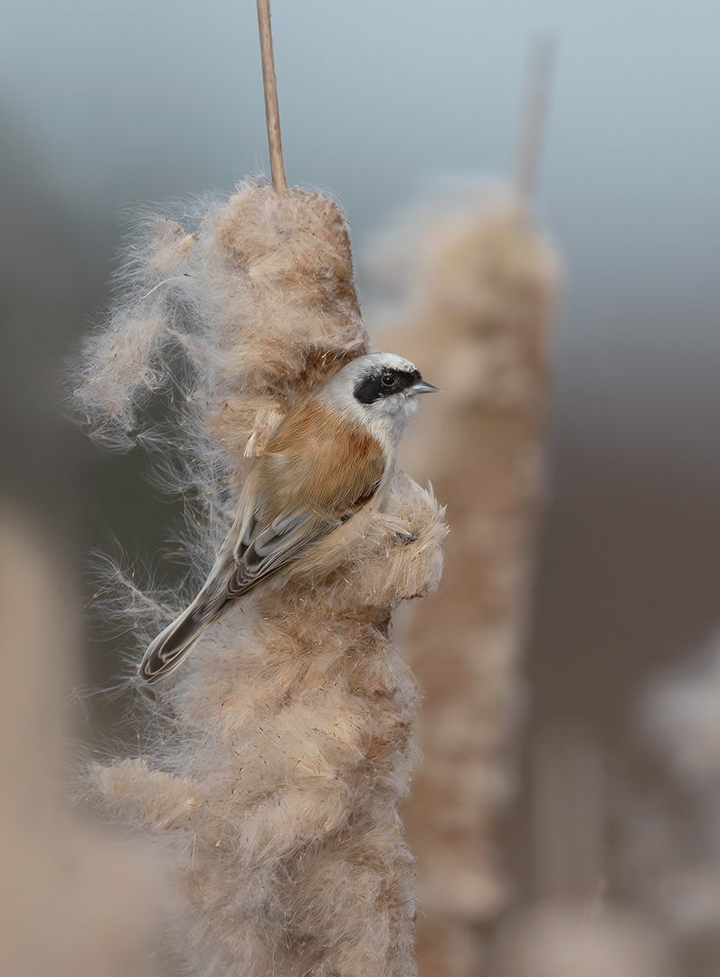 Buidelmees 6803 v 1080 S