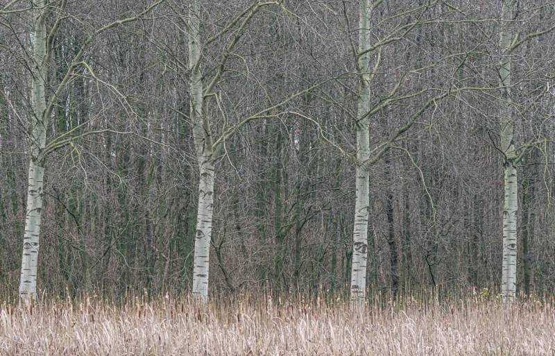 Winters Abelen landschap