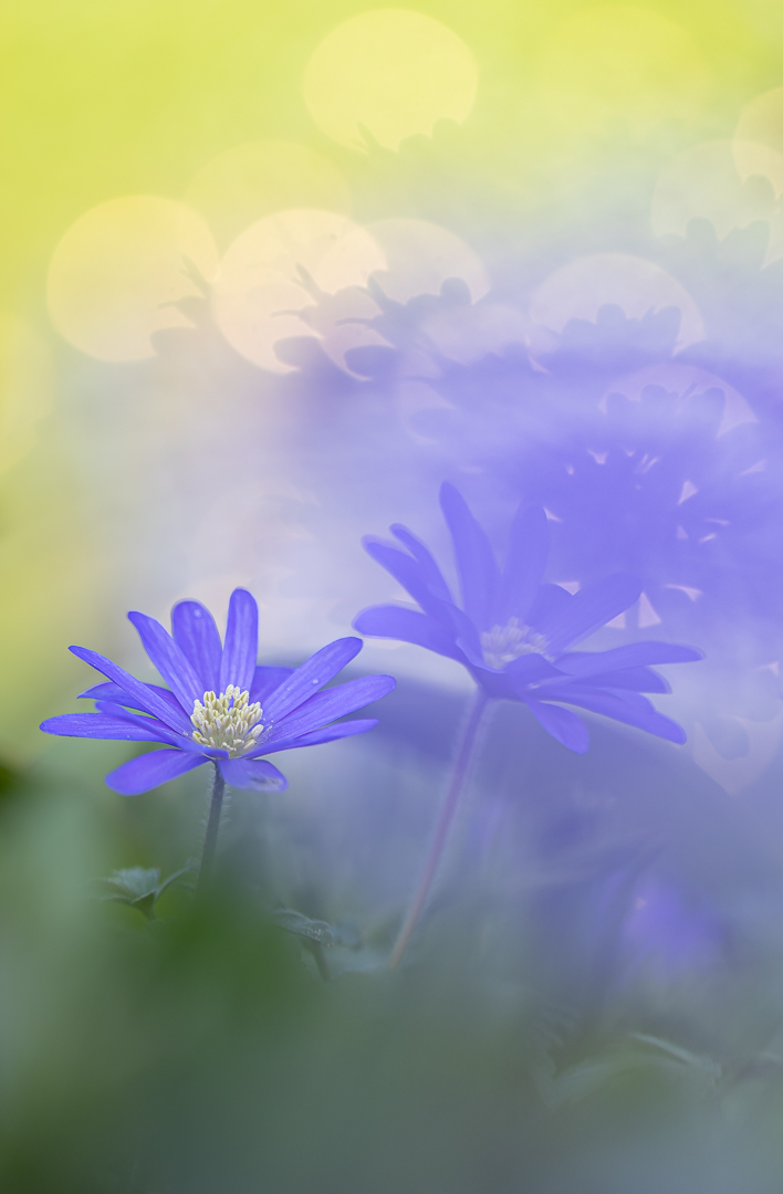 2026 tuin maart bewerkt-6