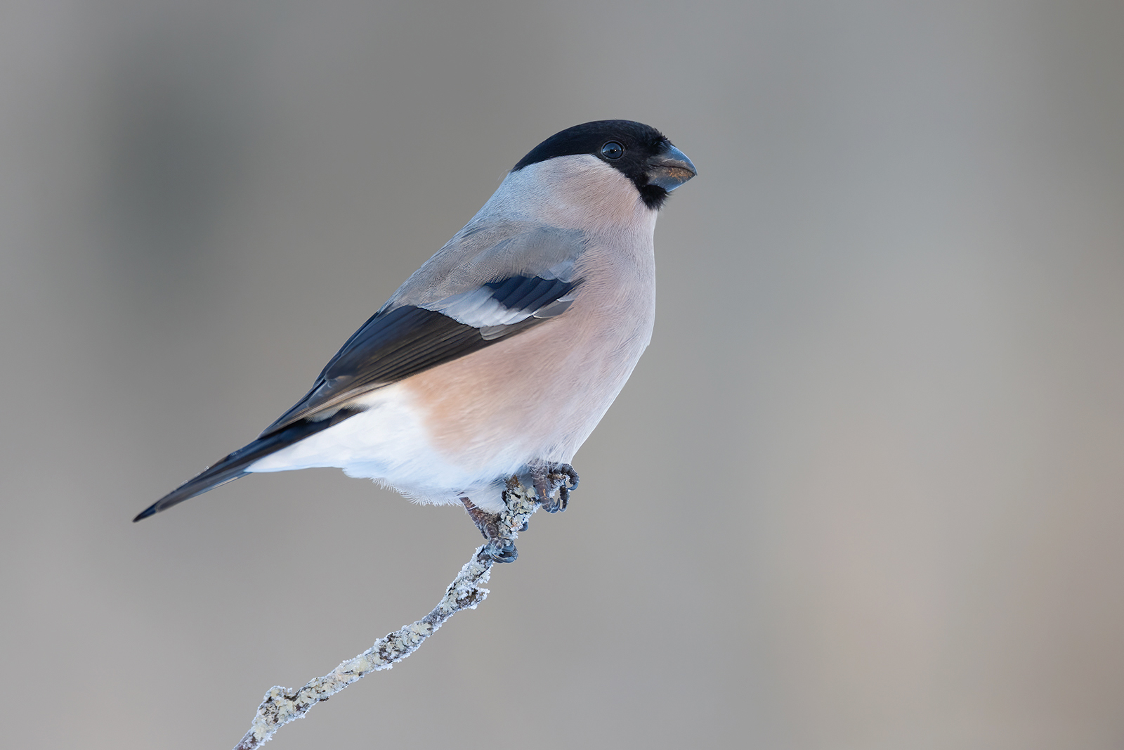 Goudvink 2284 v 1600 SSGG