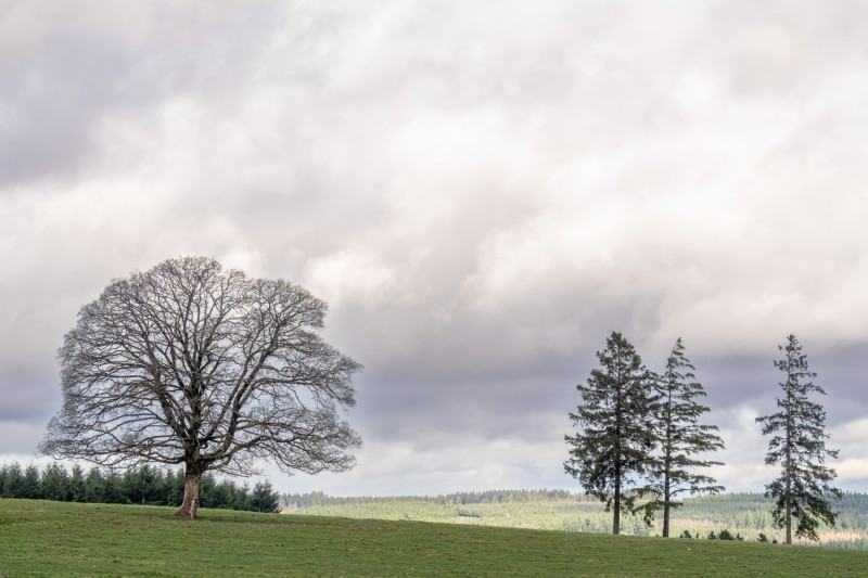 Bomenlandschap op het hoogplateau