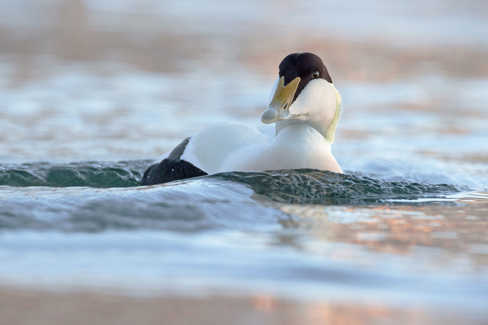 Eidereend 1853 v 1600 SNN