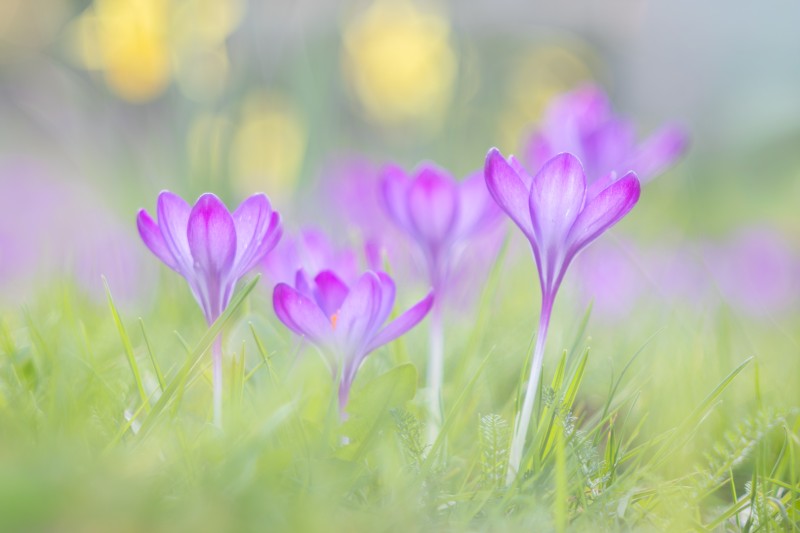De Adem van de Lente