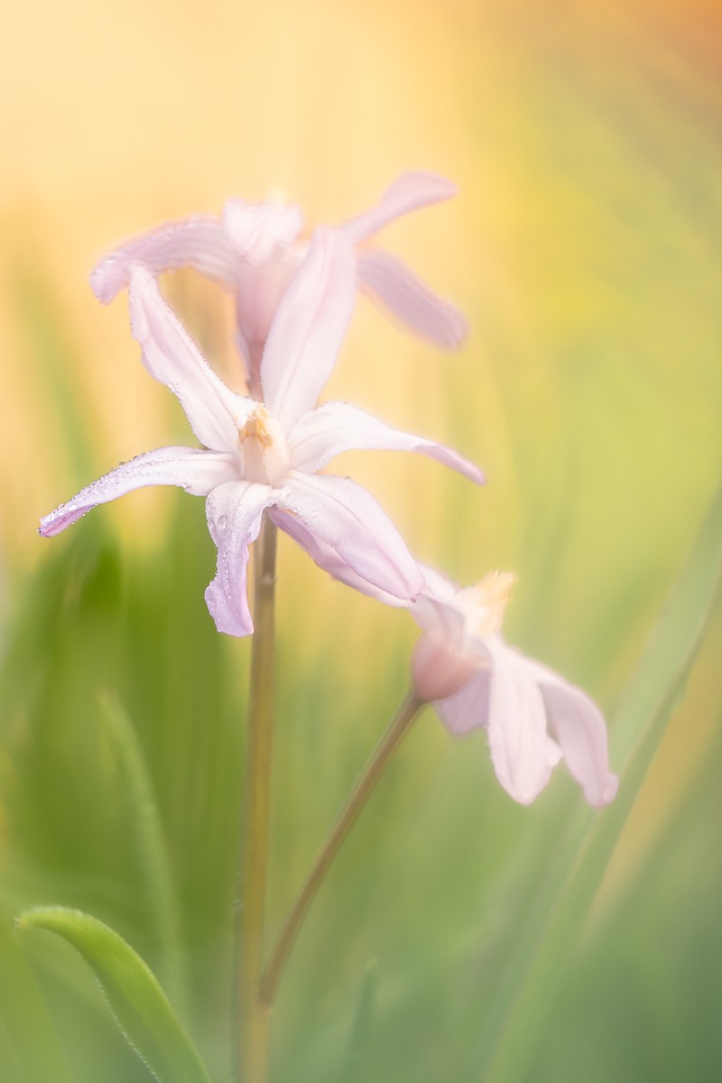 Grote sneeuwroem in de tuin.