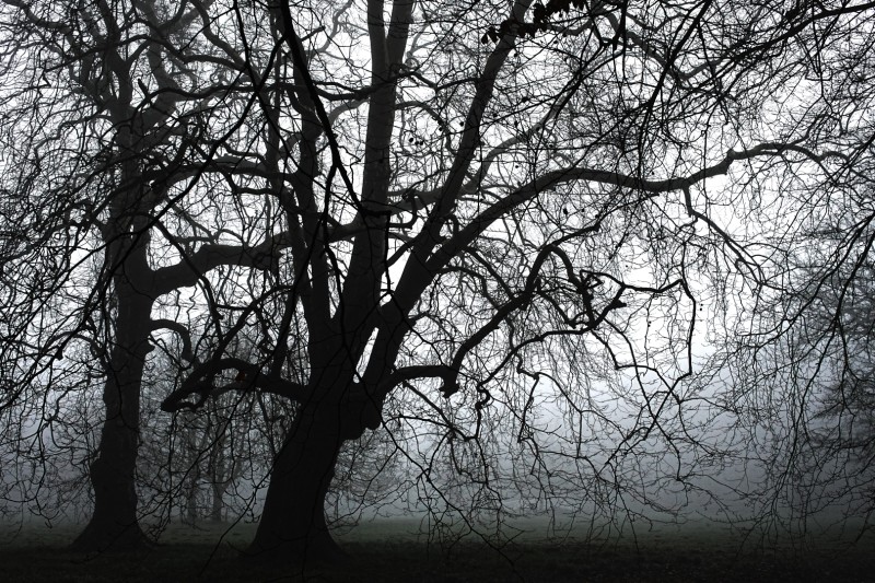Weerbarstige somber gebogen boom