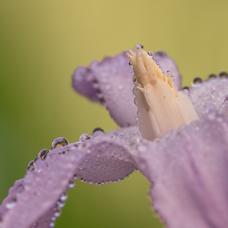 Achtergebleven dauwdruppeltjes.