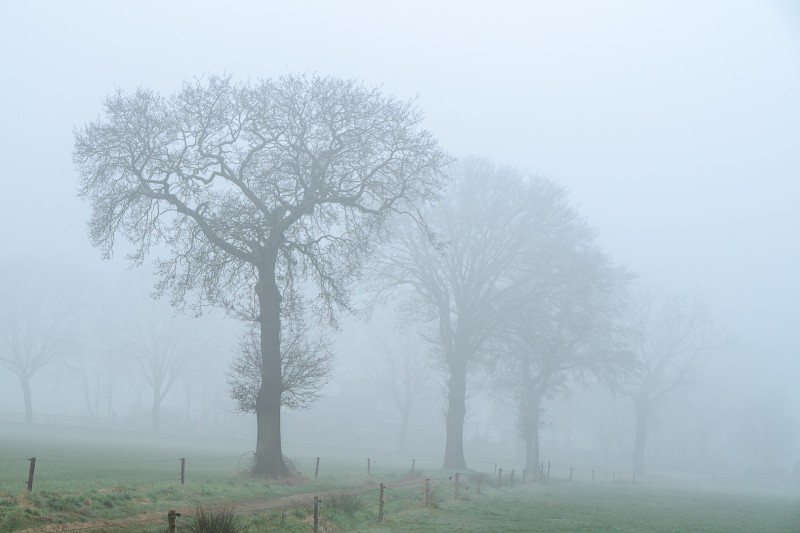 Bomenrij in de mist.