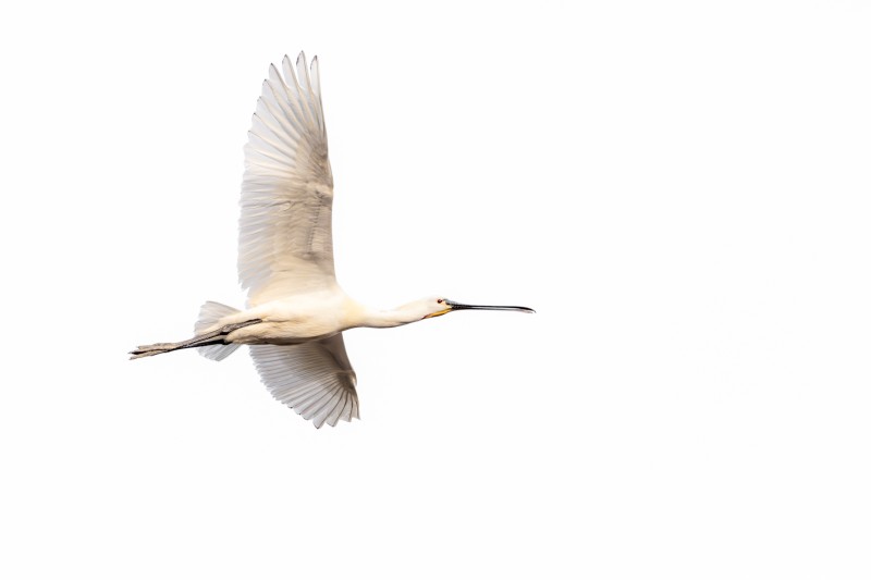 Vleugels van Elegantie