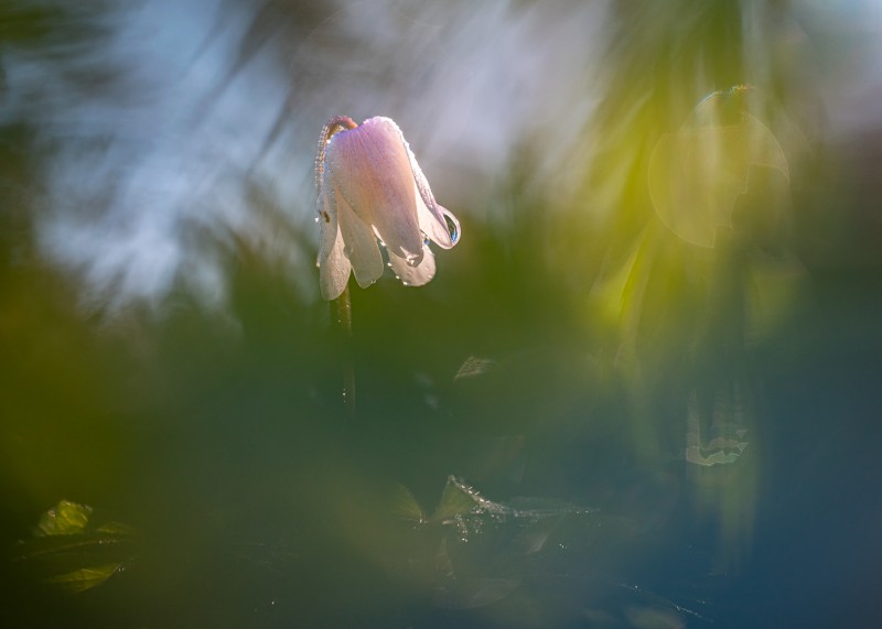 Zoals ieder voorjaar ....