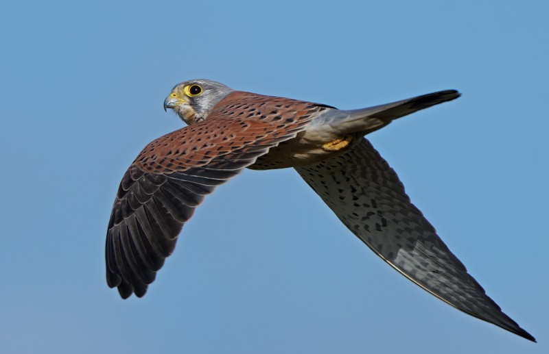 Wat ben je aan het doen?