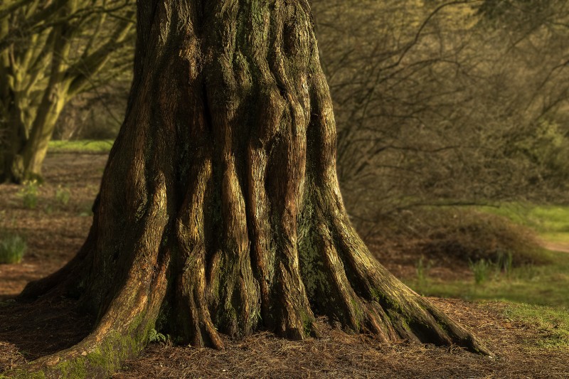 Door de jaren getekend...