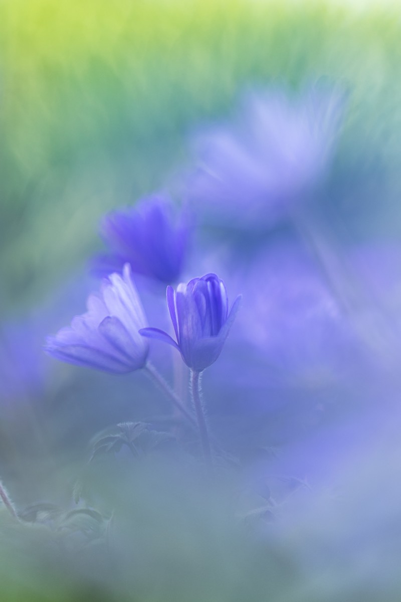 Anemoontjes in de tuin.