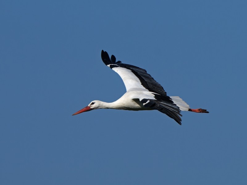 Het begint te komen.