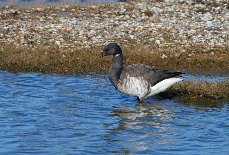 Deze had ik nog niet.