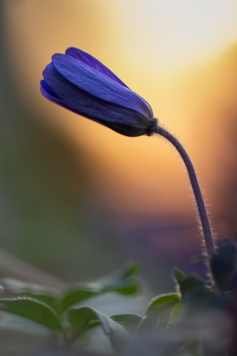 Anemoontje in de avondzon.