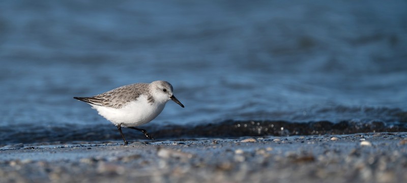 Drieteenstrandloper aan het fourageren