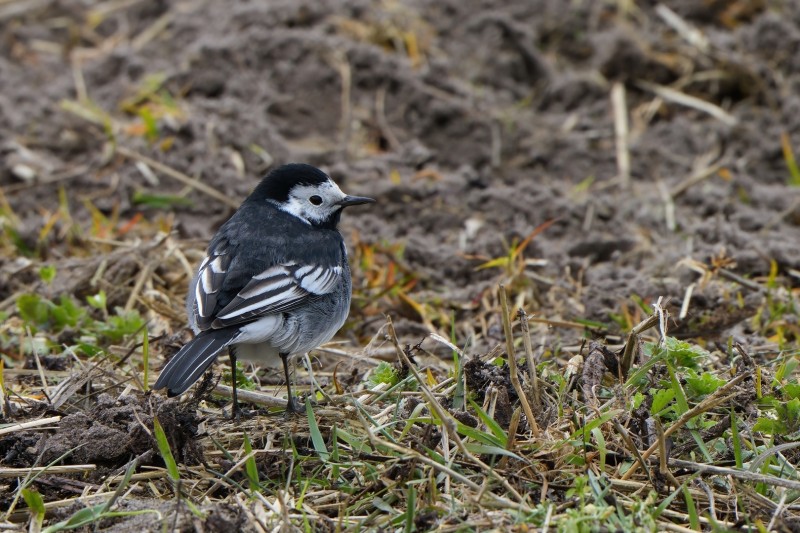 Voor je het weet kijk je er overheen.