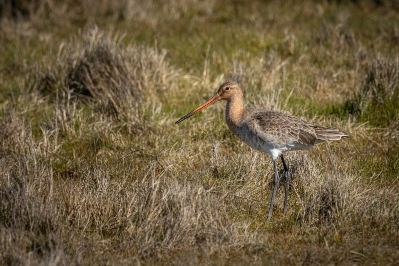 Nationale Nederlandse trots