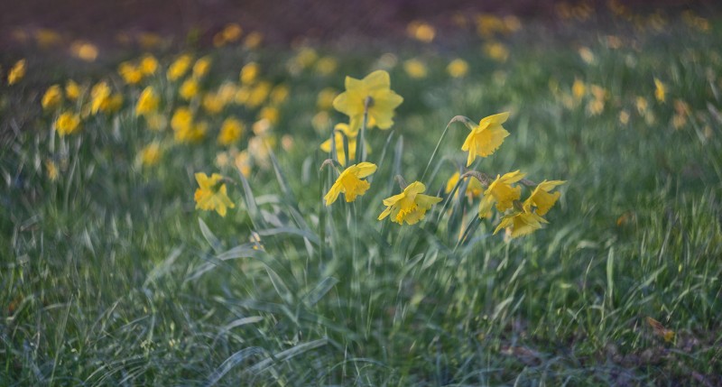 Meervoudige narcissen.