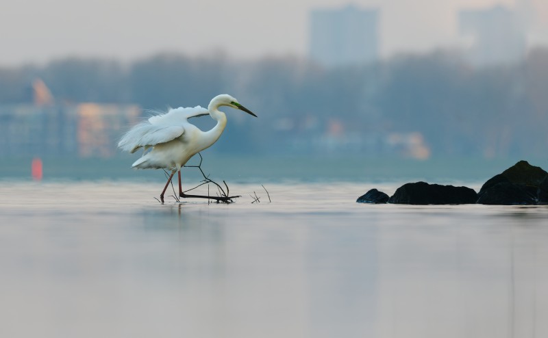 Waar zag ik die vis nou...