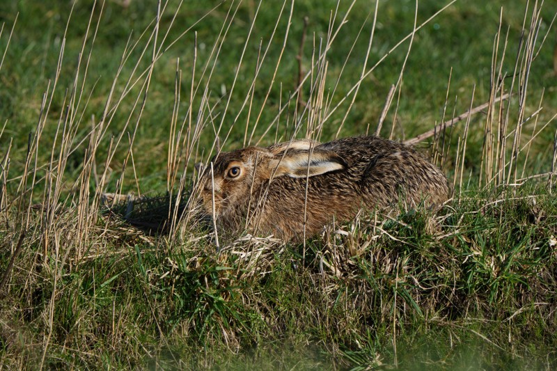 Zo vanuit de auto op ongeveer 5 meter.