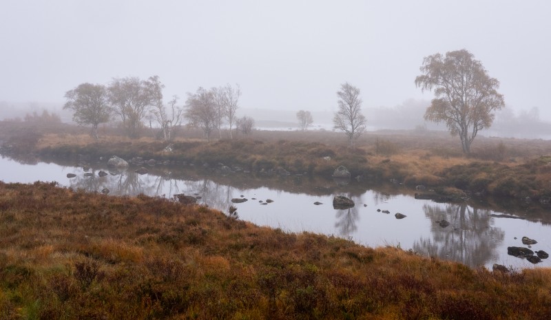 Bomen in de mist