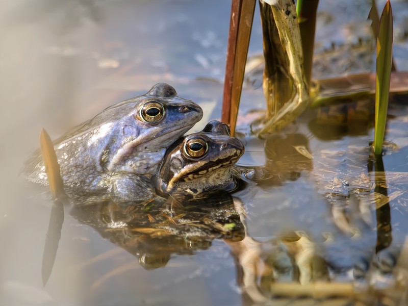 Love in...het water.