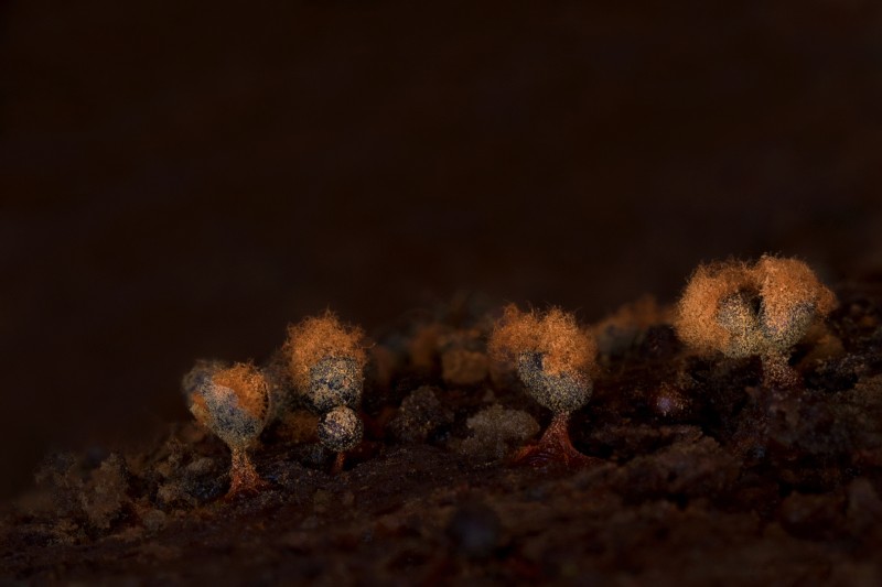 Nieuwe soort voor mij