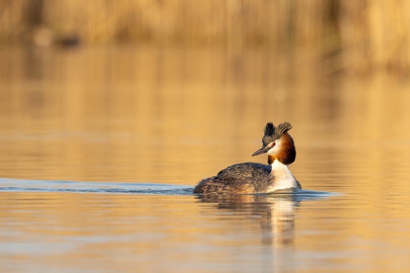 Fuut in laatste avondlicht