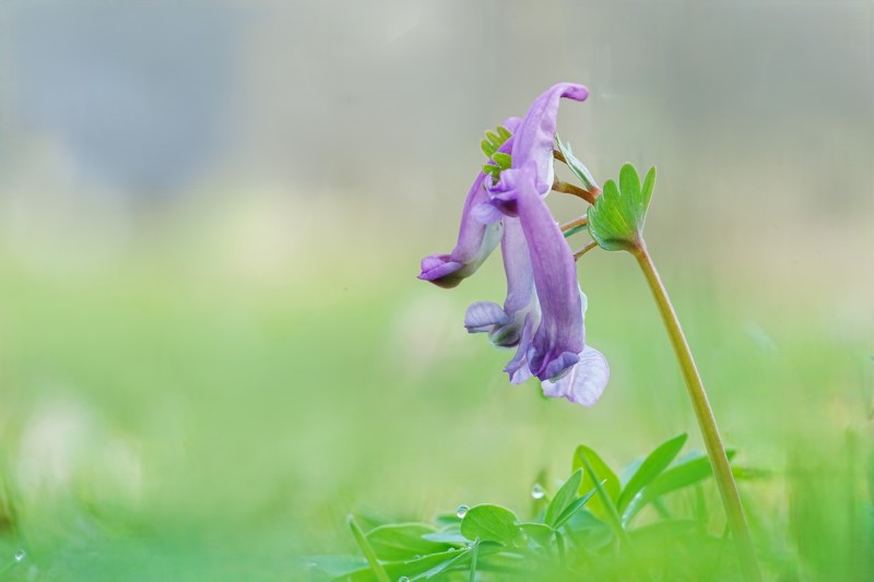 Viertal vingerhelmbloempjes (no19)