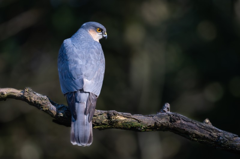 Uitpuffen na een jachtpoging